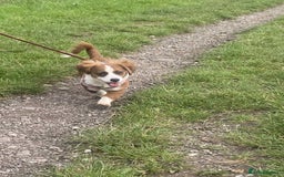 Mixed Breed dogs for adoption: Ornella  - Image 3