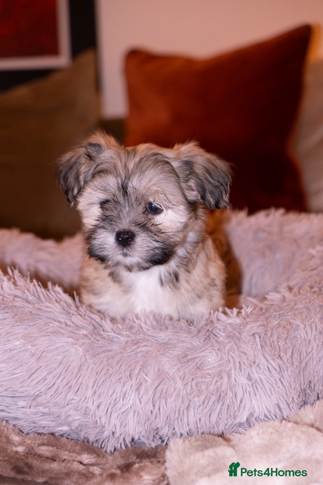 Lhasa Apso dogs for sale: Adorable Lhasa Apso Puppies full pedigree - Advert 5