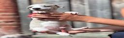 Whippet dogs for sale: Beautiful chunky KC blue fawn brindle whippet pups in Market Harborough - Advert 39