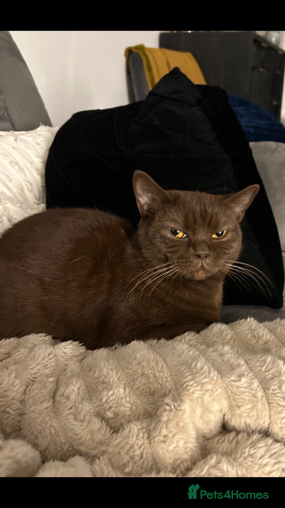 Mixed Breed cats British short hair/persian - Advert 1