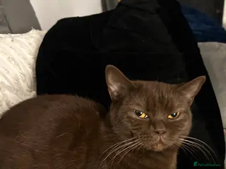 Mixed Breed cats British short hair/persian - Advert 1