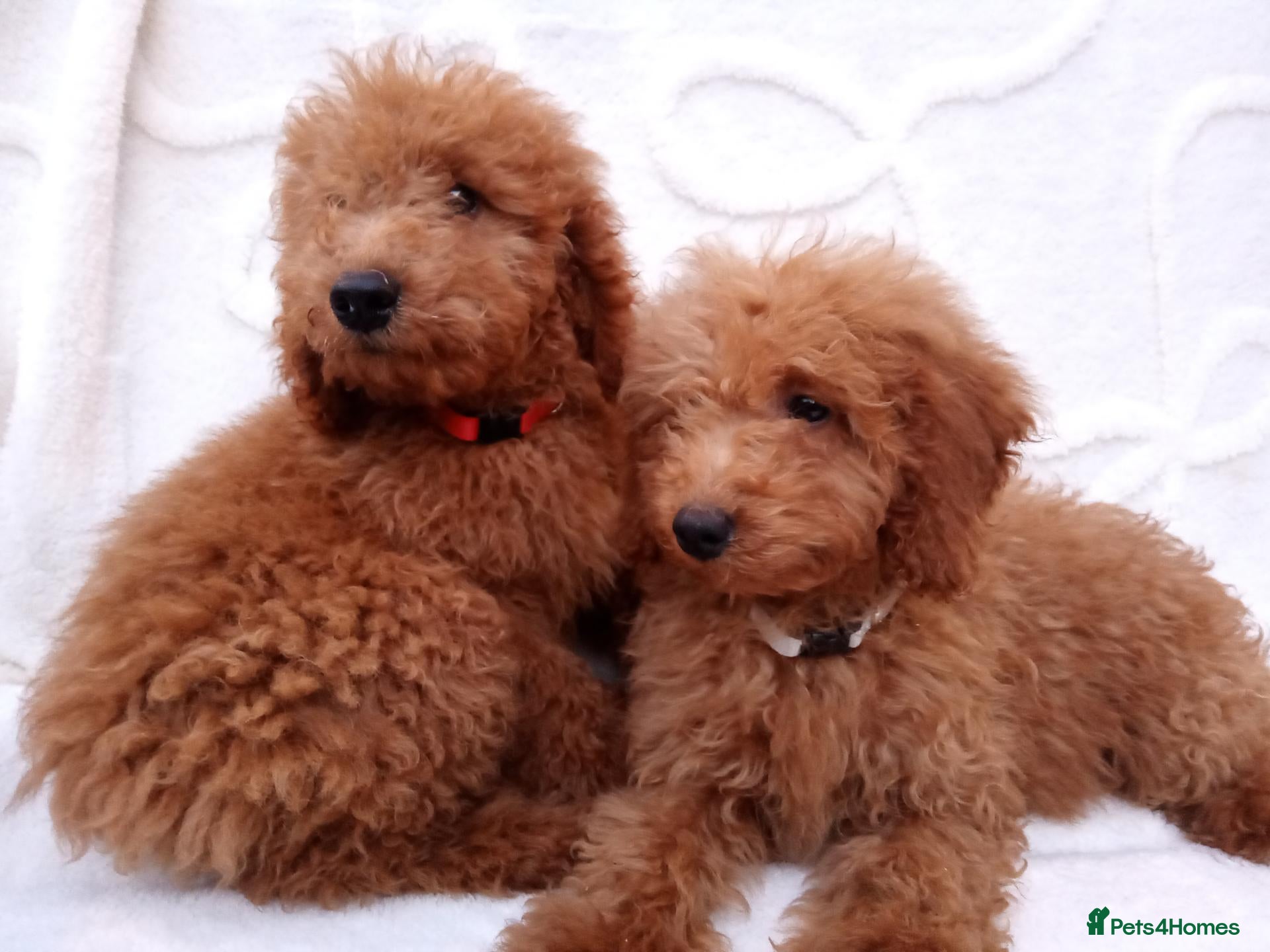 Miniature Poodle dogs Miniature poodle puppies. - Advert 2