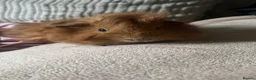 Guinea Pig rodents for sale: Female & Male Guinea Pig - Advert 3