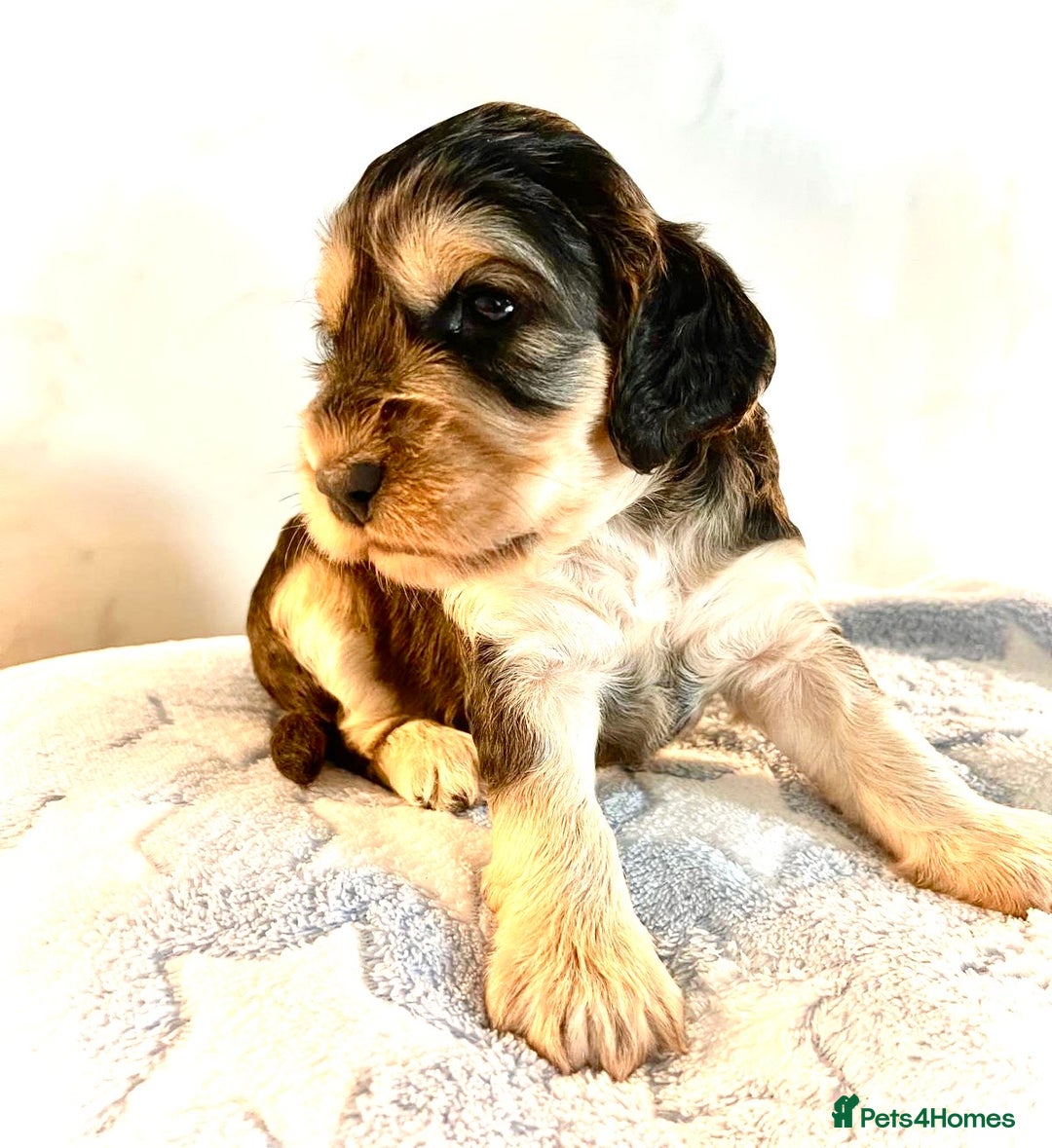 Cocker Spaniel dogs for sale: Fully health tested KC Cocker Spaniel puppies - Image 12