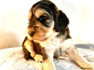 Cocker Spaniel dogs - Advert 20