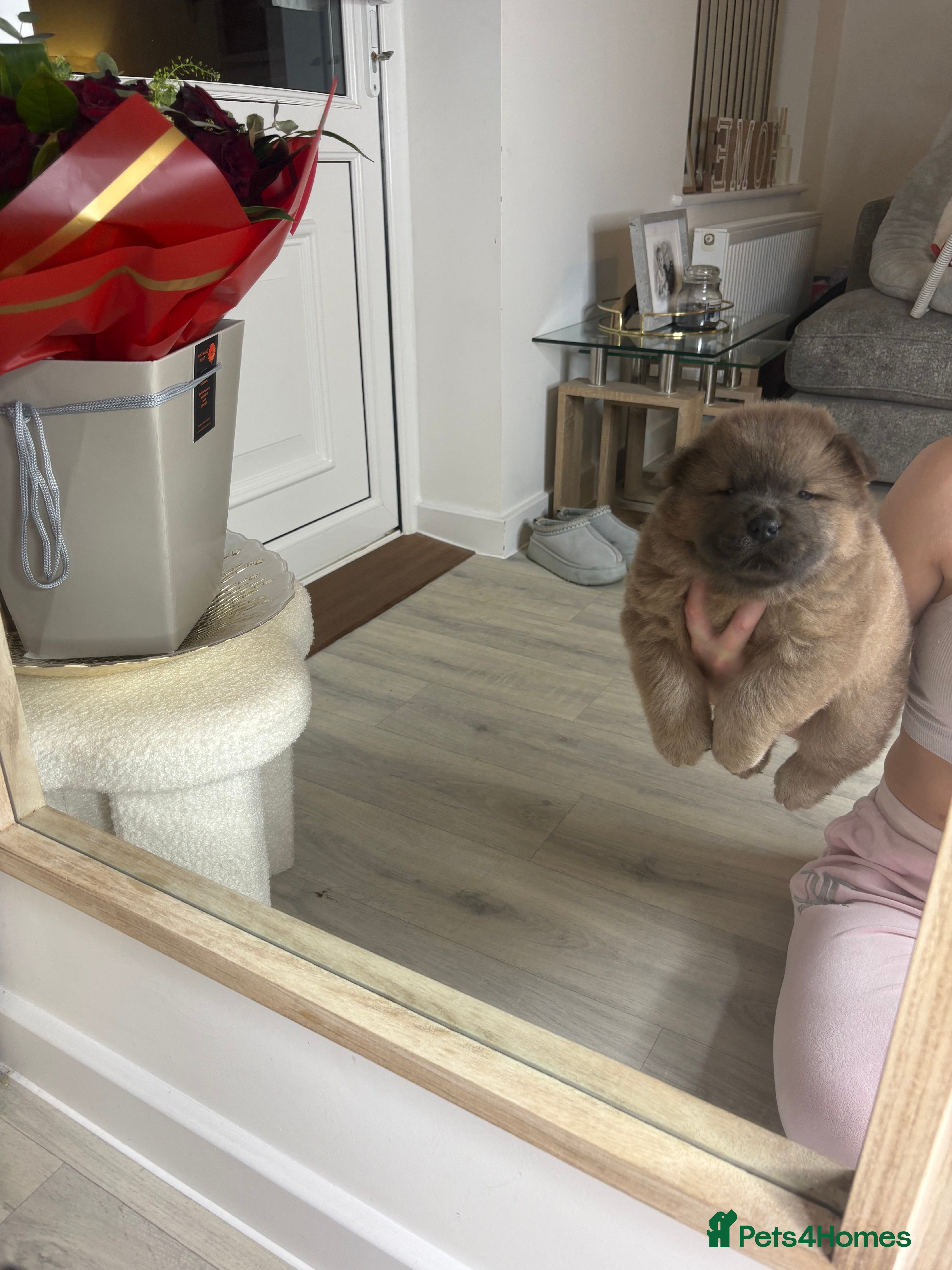 Chow Chow dogs 2 GORGEOUS PUPS AVAILABLE 🧸🤎 - Advert 20