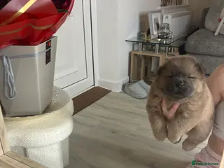 Chow Chow dogs 2 GORGEOUS PUPS AVAILABLE 🧸🤎 - Advert 20