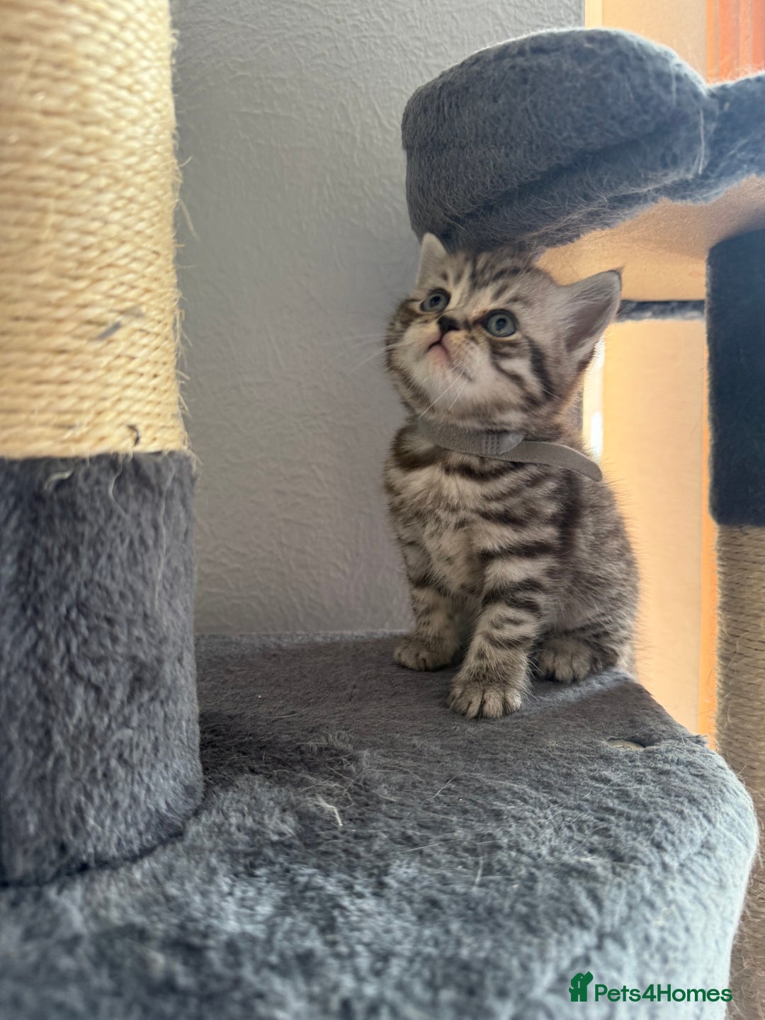Scottish Fold cats for sale: Scottish fold kittens  - Image 15