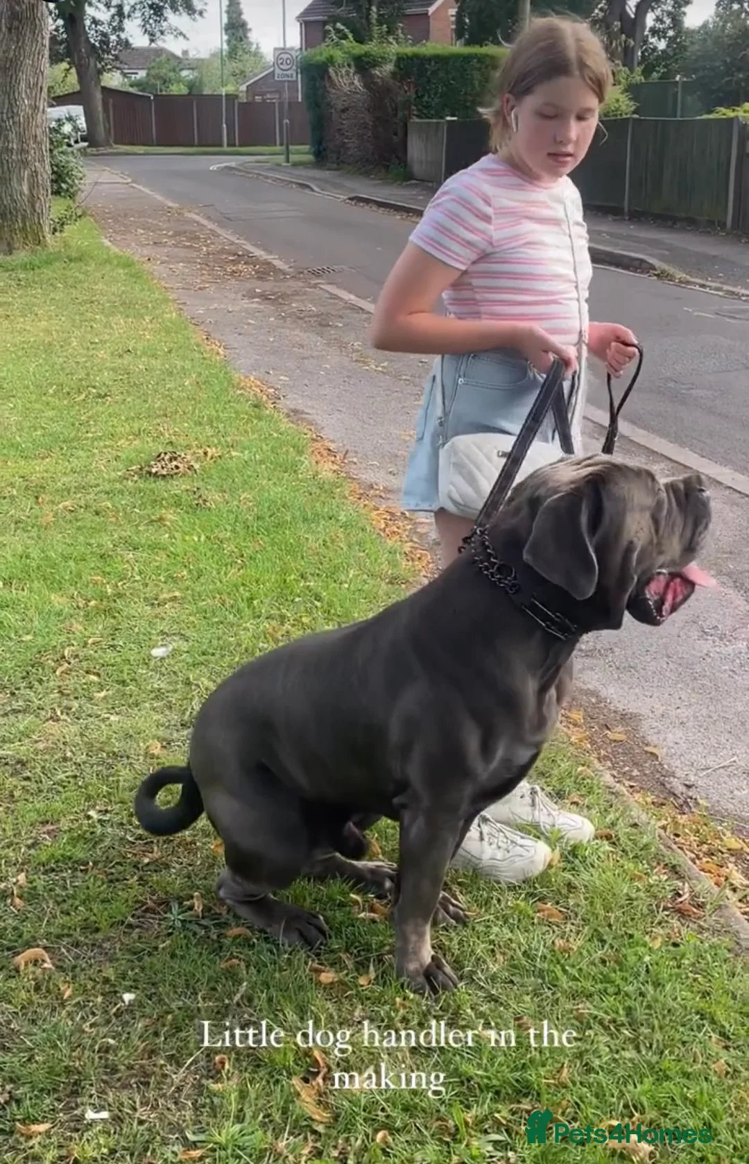 Boerboel dogs for stud: Imperial Health Tested & Champion Stud in Eastleigh - Advert 15