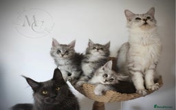 Maine Coon cats for sale: Silver shaded lines, ticked Maine coon kitten - Image 7