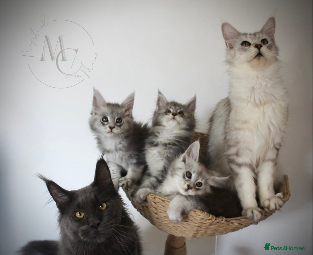 Maine Coon cats for sale: Silver shaded lines, ticked Maine coon kitten - Image 7