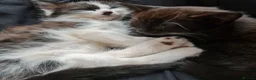 Mixed Breed cats for sale: Two Black And White Female Kittens  - Advert 3