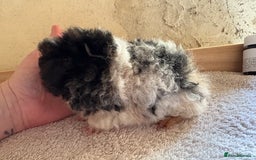Guinea Pig rodents for sale: Pair of male guinea pigs  - Image 4