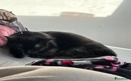 Mixed Breed cats for sale: Black kitten - Advert 2