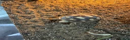 Tortoise reptiles for sale: Sulcatas tortoise and enclosure  in Southend-on-Sea - Advert 4