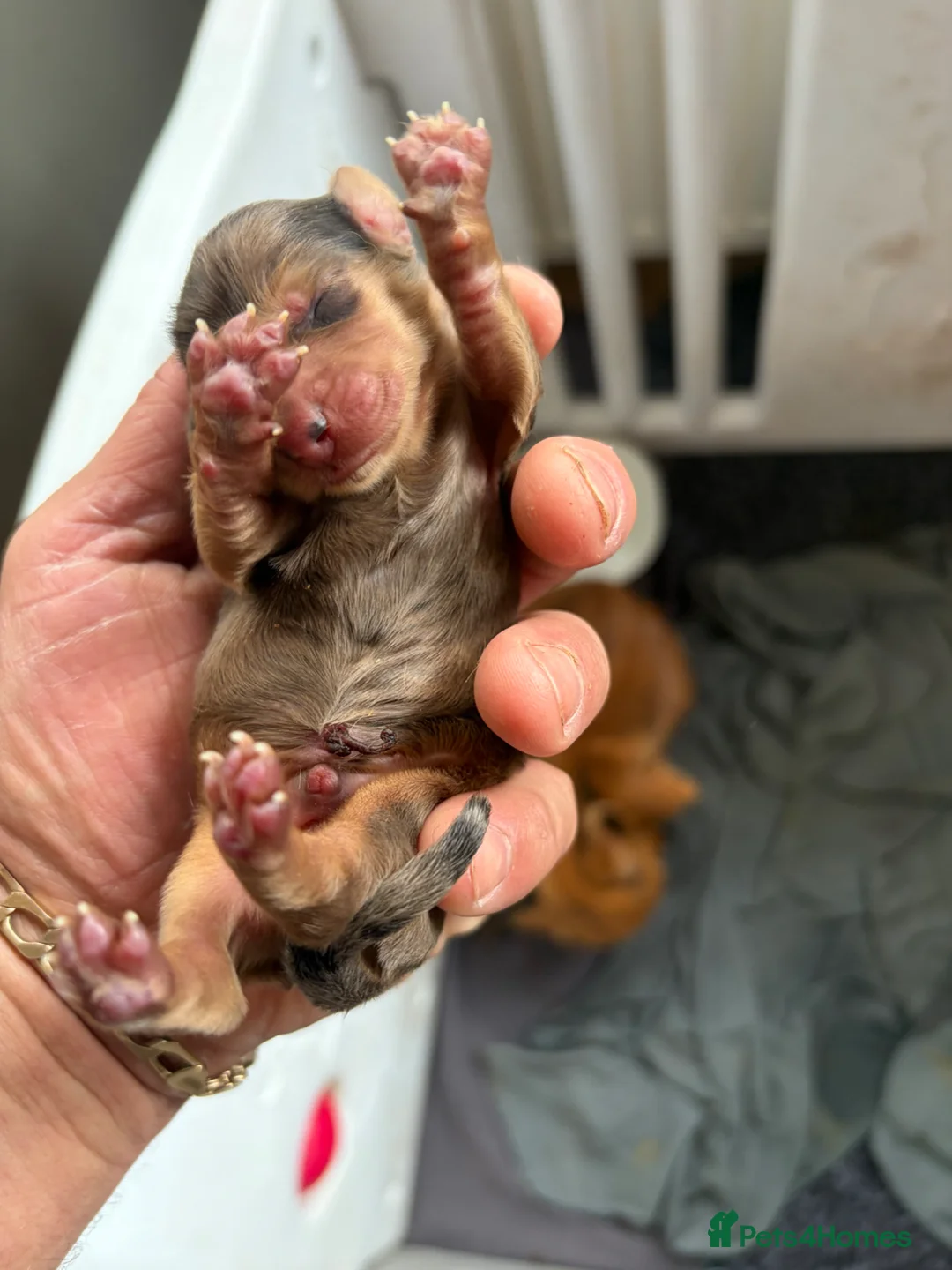 Miniature Dachshund dogs for sale: Red miniature dachshund  - Advert 6