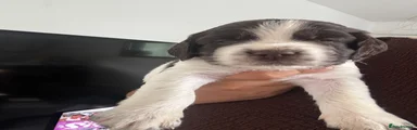 Sprocker 4