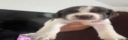 Sprocker dogs for sale: Sprocker puppies - Advert 4