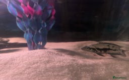 Cichlids fish for sale: Convict cichlids for sale - Advert 2