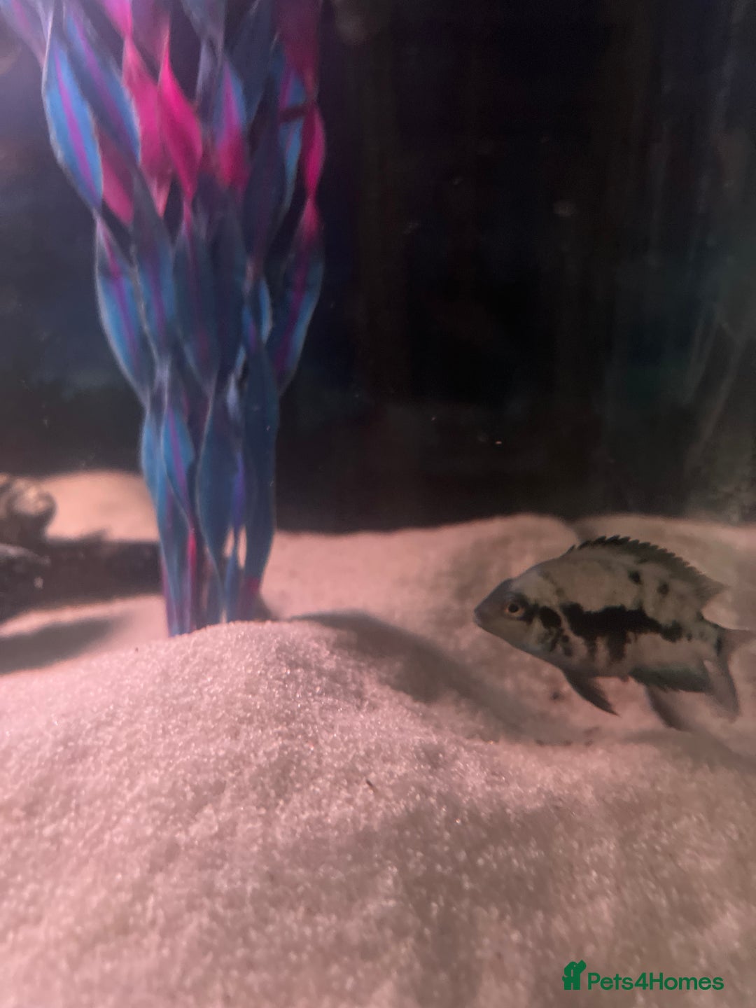 Cichlids fish for sale: Convict cichlids for sale - Advert 2