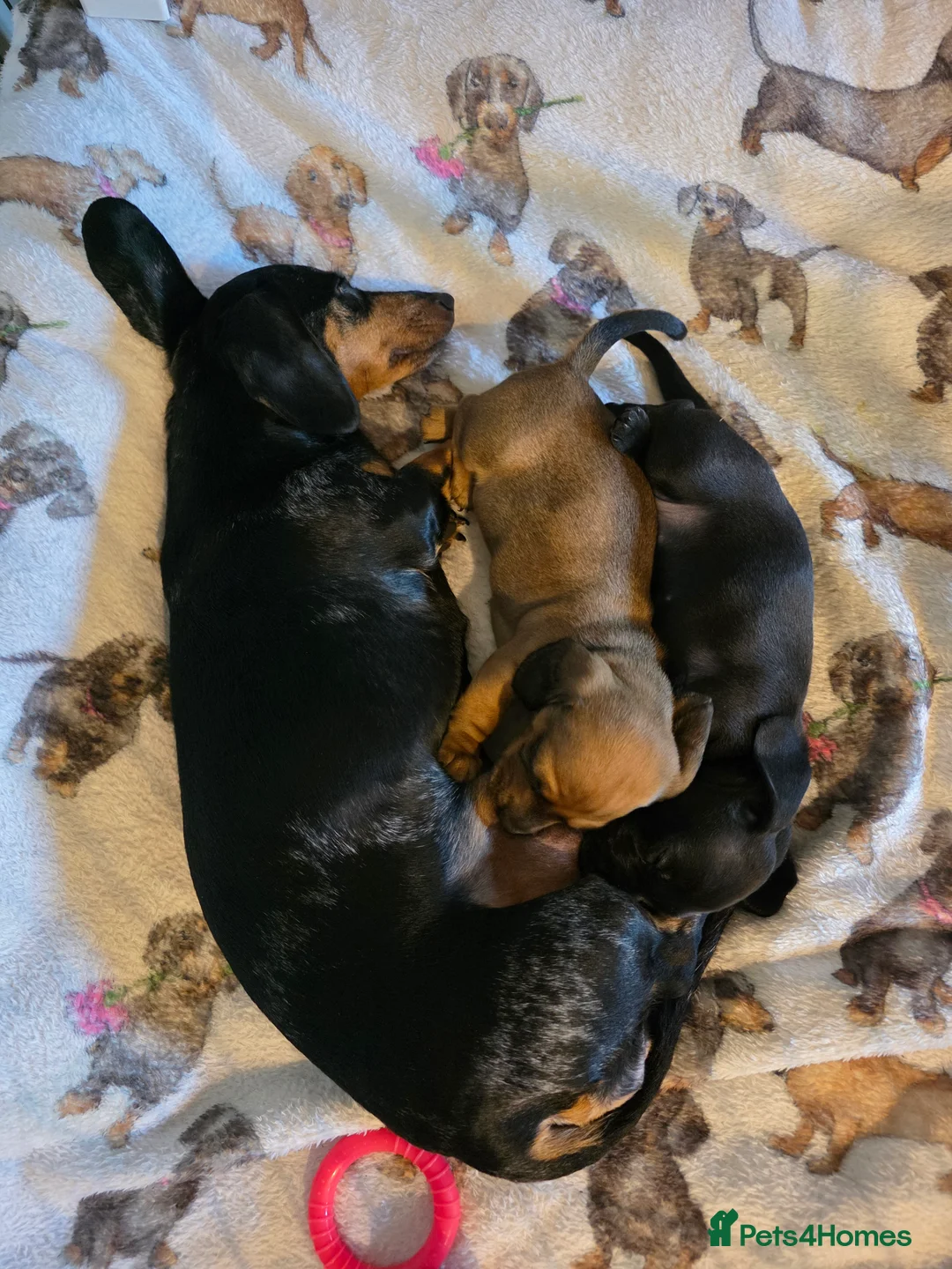 Dachshund dogs for sale: Miniature dachshund  in Thatcham - Advert 16