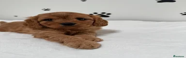 Cavapoo Puppy 5