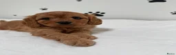 Cavapoo dogs for sale: Stunning Apricot/Red Cavapoo Puppies Available ♥️ - Advert 8