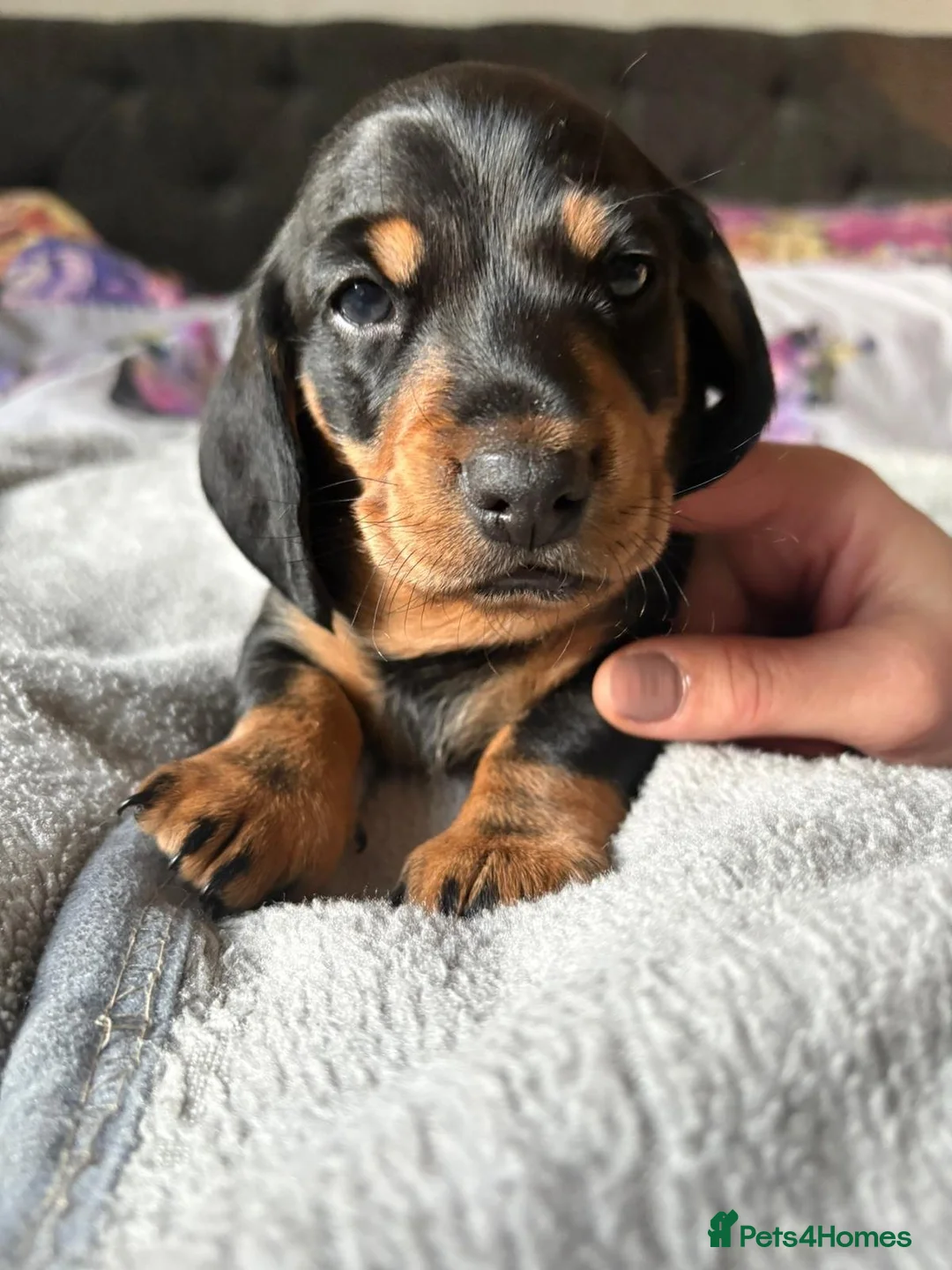 Miniature Dachshund dogs for sale: stunning miniature dachshunds puppies for sale - Advert 4