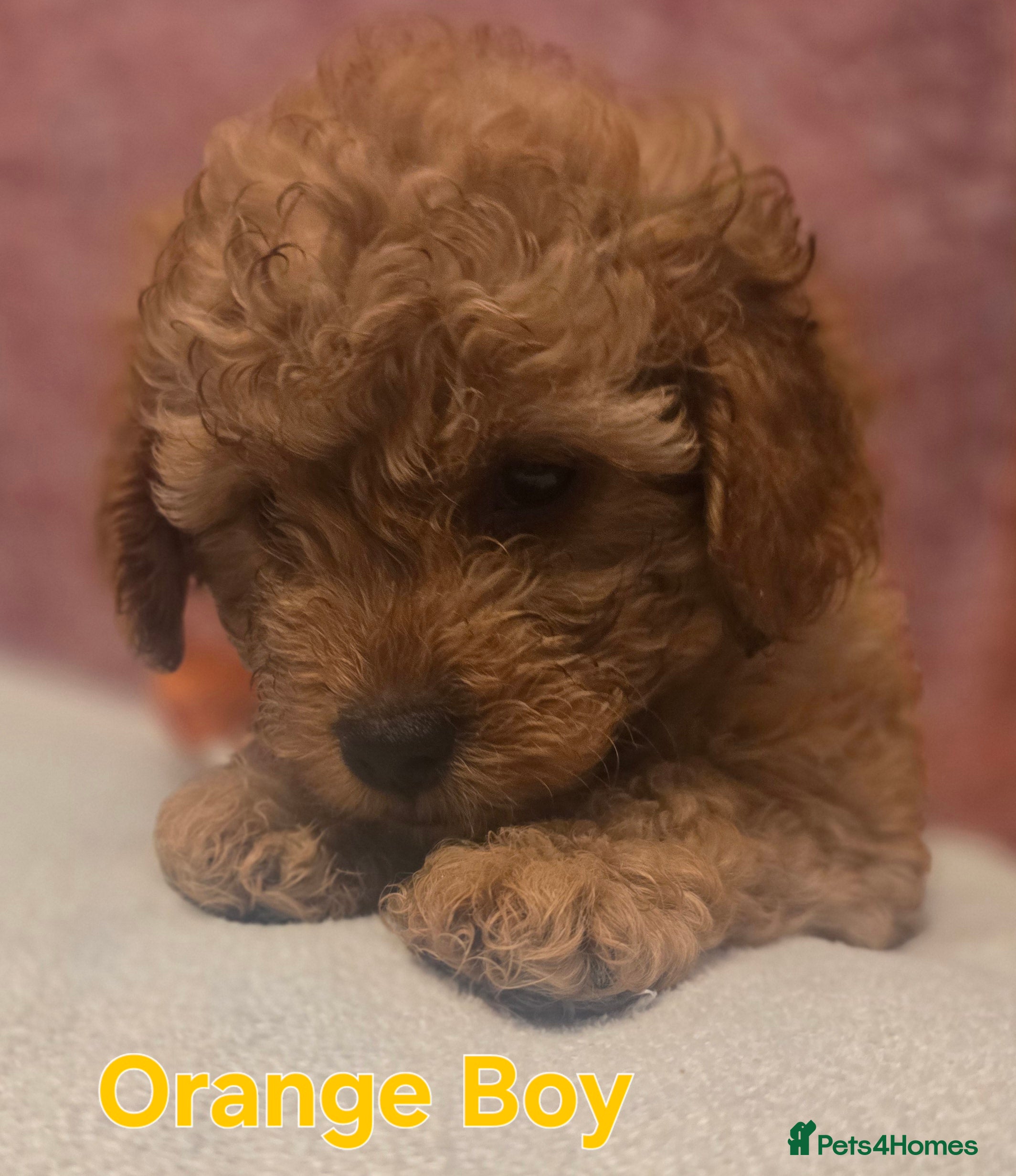 Maltipoo dogs 🐶3 gorgeous maltipoo pups, ready to leave🐶 - Advert 5