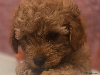 Maltipoo dogs 🐶4 gorgeous maltipoo pups, can leave tomorrow🐶 - Advert 3