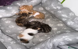Mixed Breed cats for sale: Beautiful kittens  - Image 34