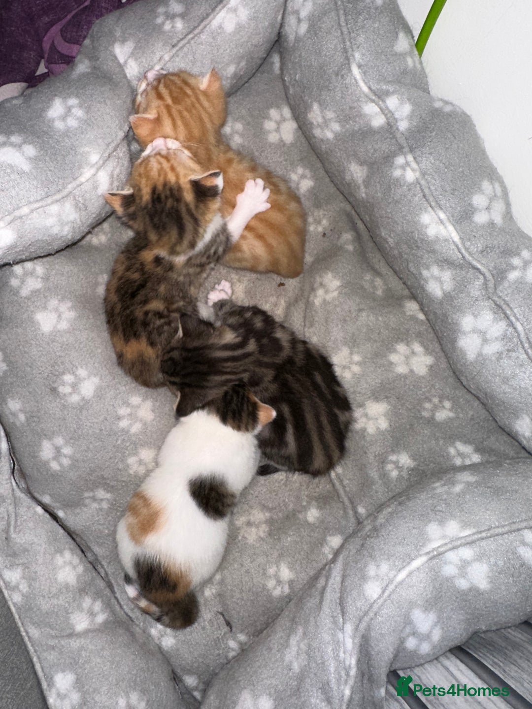 Mixed Breed cats for sale: Beautiful kittens  - Image 34