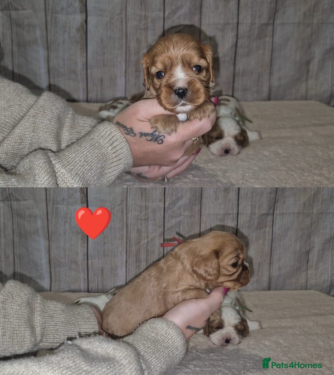 Cavalier King Charles Spaniel dogs for sale: 5 beautiful CKCS ❤️ - Advert 13