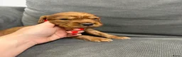 Cocker Spaniel dogs for sale: 💙 Boy Red KC Working Cocker Spaniel 💙 - Advert 18