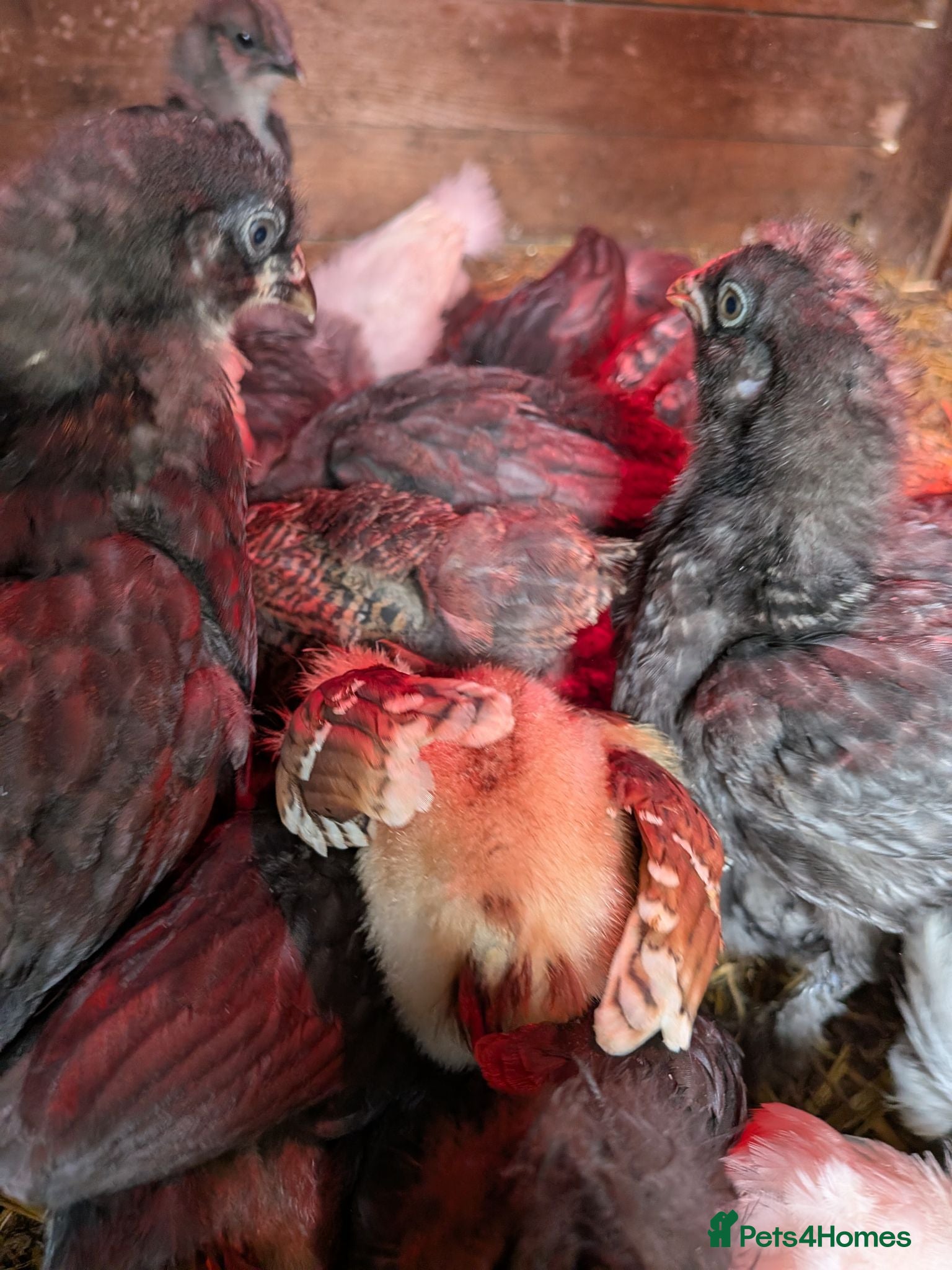 Chickens poultry Chicks mixed silkie and silkie crosses for sale - Advert 21