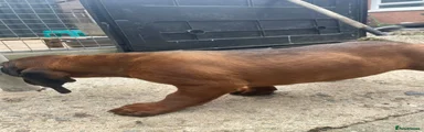 Bavarian Mountain Hound 2