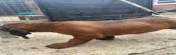 Bavarian Mountain Hound dogs for sale: Bavarian mountain scent hound male puppy’s  - Advert 5
