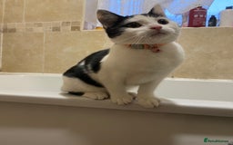 Domestic Shorthair cats for sale: Susie - Image 3