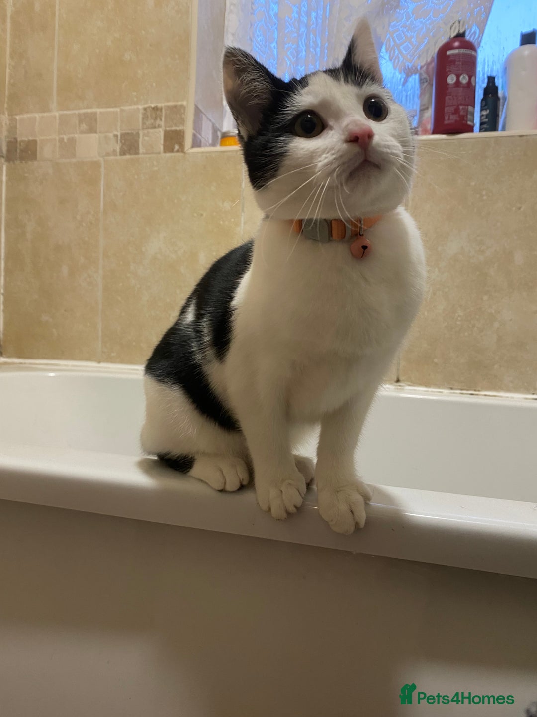 Domestic Shorthair cats for sale: Susie - Image 3