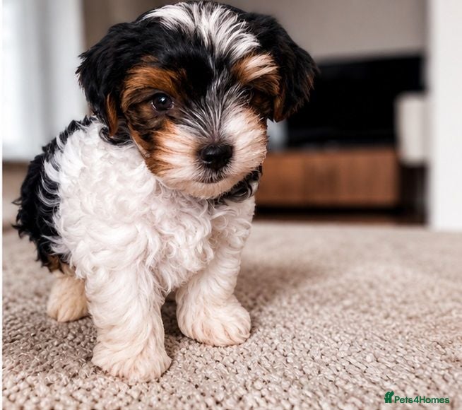 Biewer Terrier dogs 🎀Gorgeous Tiny Biewer Yorkshire Terrier Puppies🐾 - Advert 2