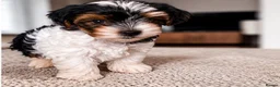 Biewer Terrier dogs for sale: Biewer Yorkshire Terrier Puppies 2 Girls, 2 Boys  - Advert 3