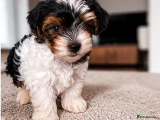 Biewer Terrier dogs 🎀Gorgeous Tiny Biewer Yorkshire Terrier Puppies🐾 - Advert 4