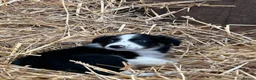 Border Collie dogs for sale: 7 collie puppies for sale  in Okehampton - Advert 25