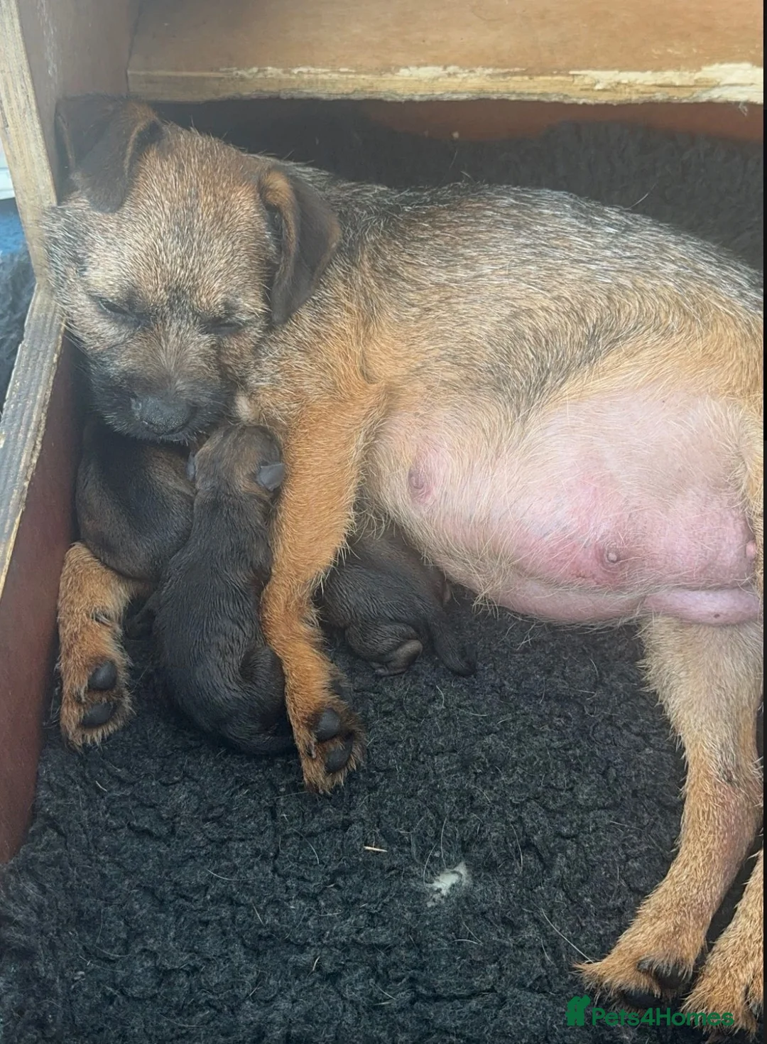 Border Terrier dogs for sale: K.C Registered border terrier - Advert 1