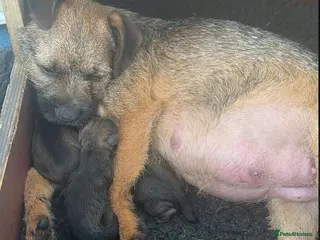 Border Terrier dogs K.C Registered border terrier - Advert 8