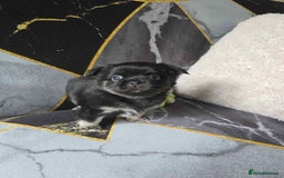 Chihuahua dogs for sale: 3 Adorable little princes chihuahua puppies - Image 11