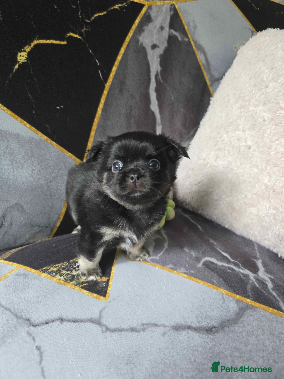 Chihuahua dogs for sale: 3 Adorable little princes chihuahua puppies - Image 11