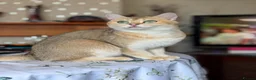 British Shorthair cats for sale: Golden boys  in London - Advert 7