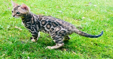 Bengal cats - Advert 1