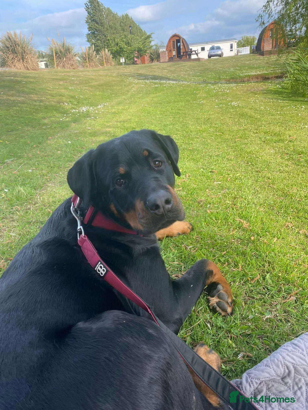 Mixed Breed dogs for sale:  Beautiful natured girl - Advert 5